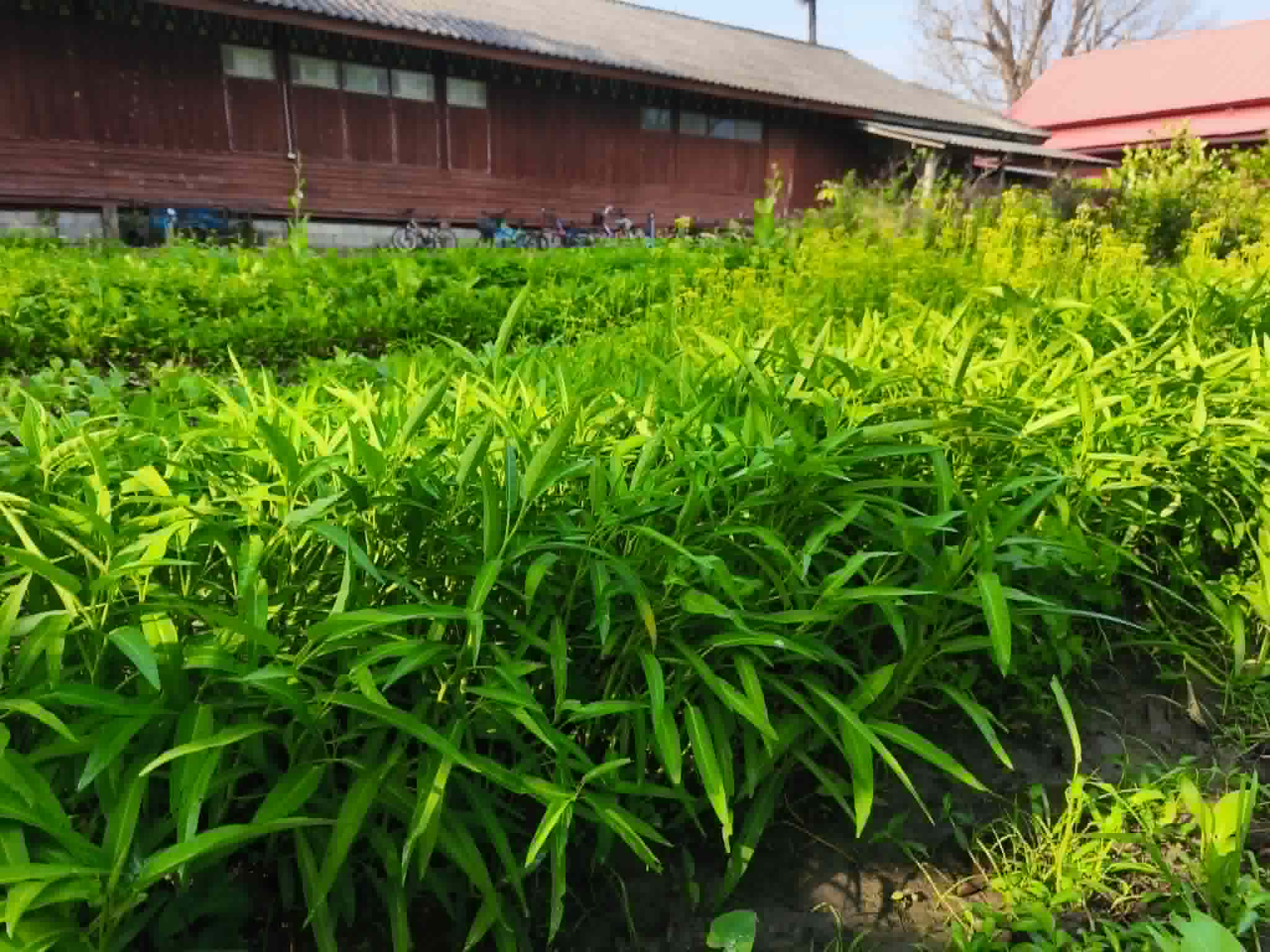 พืชผักสวนครัว