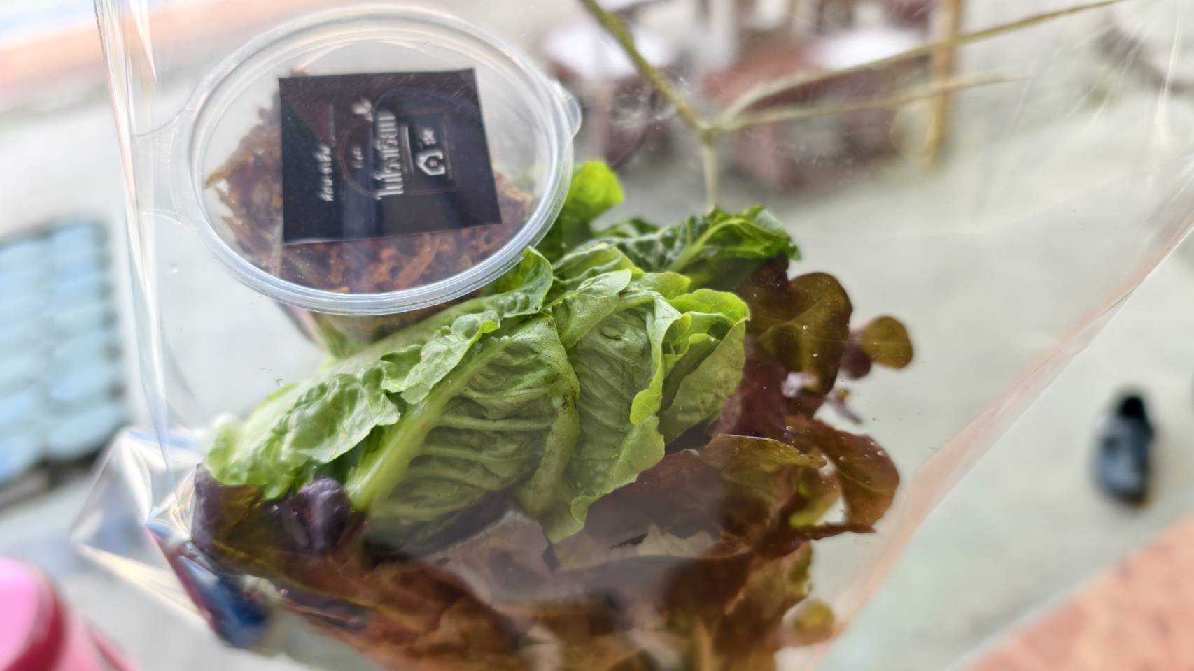 ผักปลอดสารพิษ